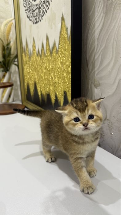 Котята,породистые