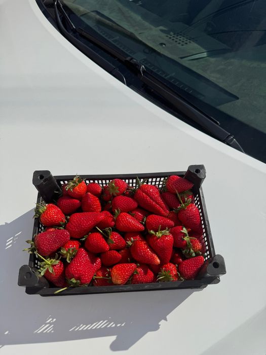 Продам клубнику свежая