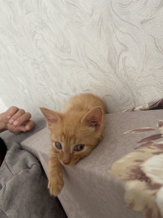 Отдам котенка в хорошие руки