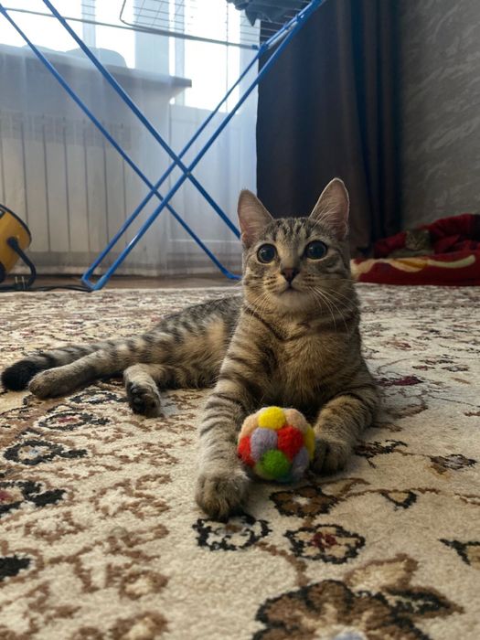 Отдадим кошечку в добрые руки