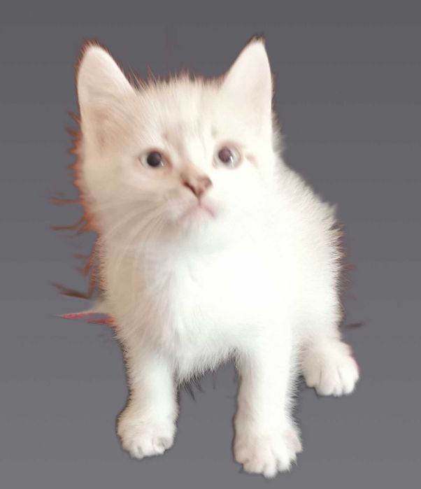 Ищете пушистого друга?