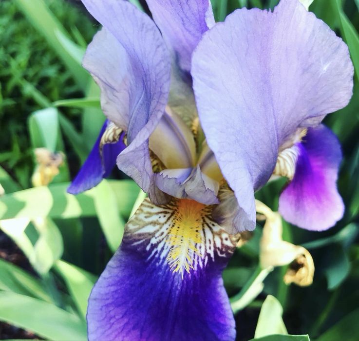 Ирисы высокорослые