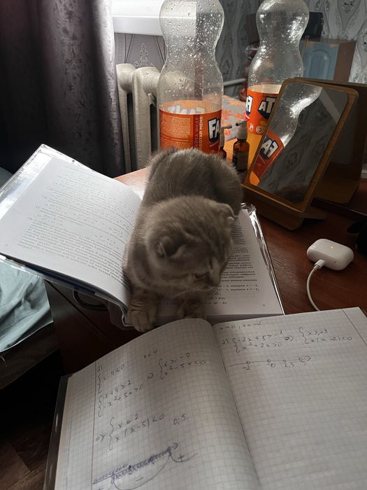 шотландский вислоухий