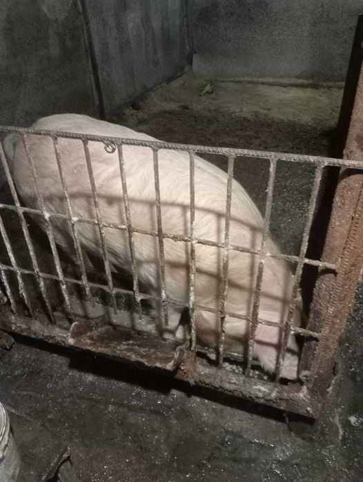 Продам кабана производителя