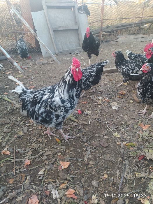 Австралорп черно пестрый  петушки