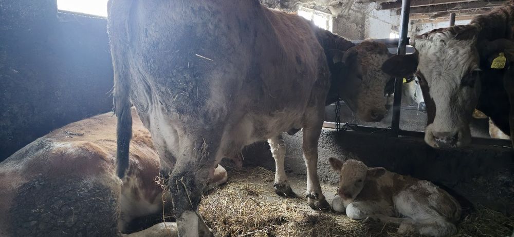 Vãnd vacă după fătare