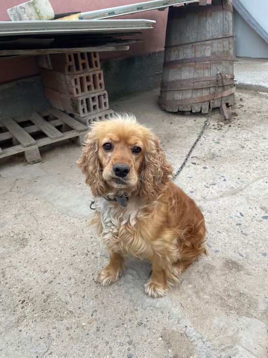 Кокер шпаньол.   .