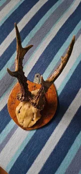 coarne cerb caprior lungime 20cm