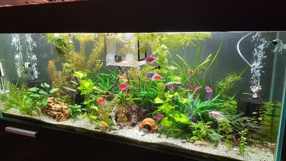 Растения за аквариум 6 вида