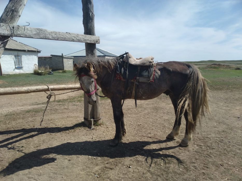 Конь жеребец приученный к езде