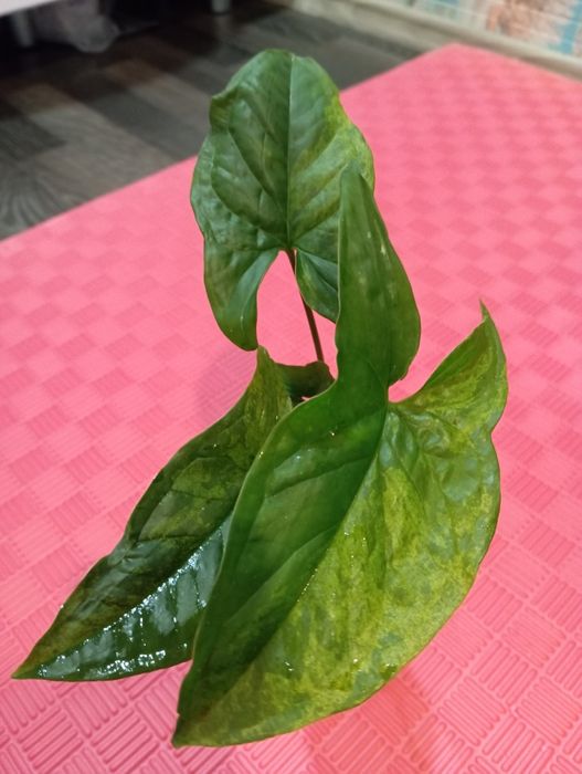 Гибискусы укоренные.