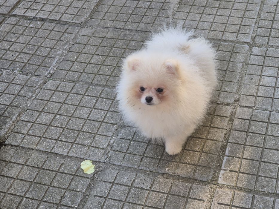 Мъжки померан на 4 месеца