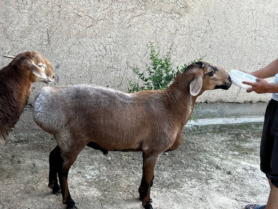 Кон чткариш ва бошка маросимлар учун кириз куелари