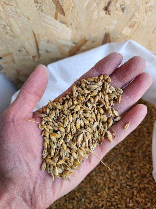 Ячмень - Арпа 135 тг