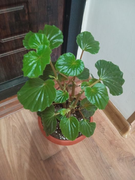 Продам цветы комнатные