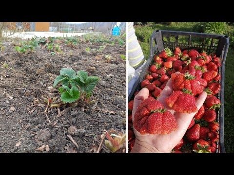 разсад ягоди и малини