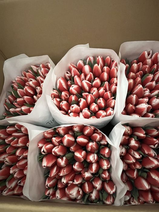 Тюльпаны город Тараз оптом и в розницу