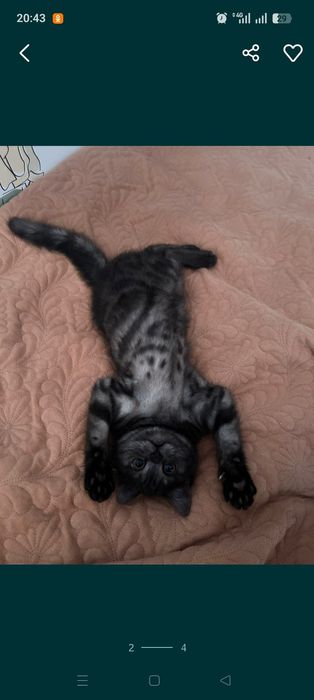 Продам котенка девочку 4 месяца