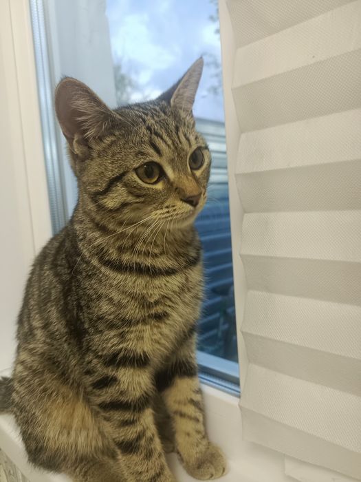 Передержка кошек