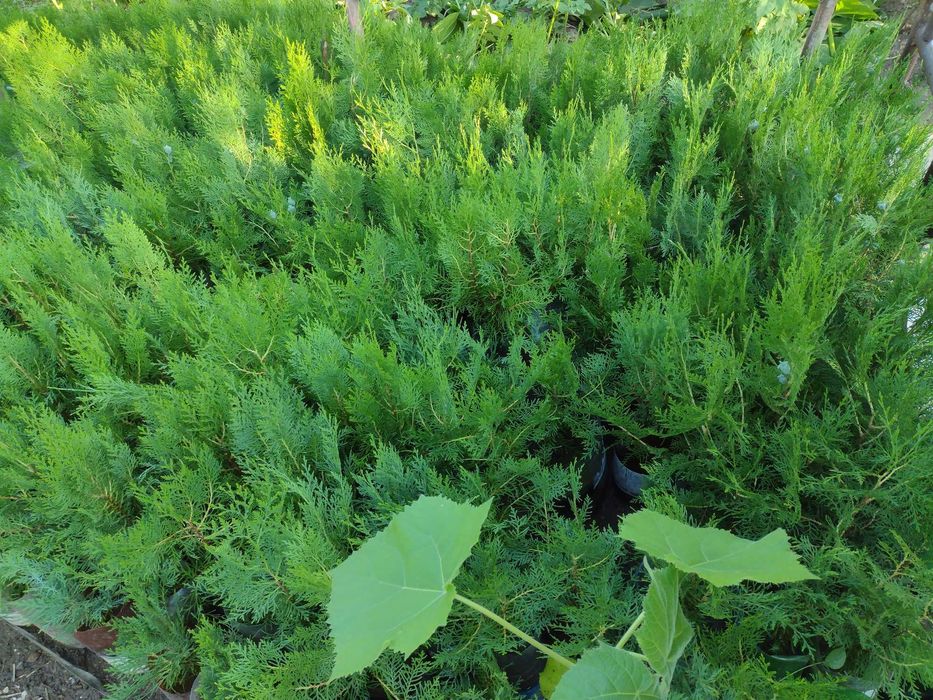 Източноевропейска Туя подходяща за огради Отстъпка