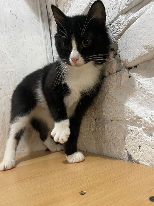 Кошечку Валю в добрые руки