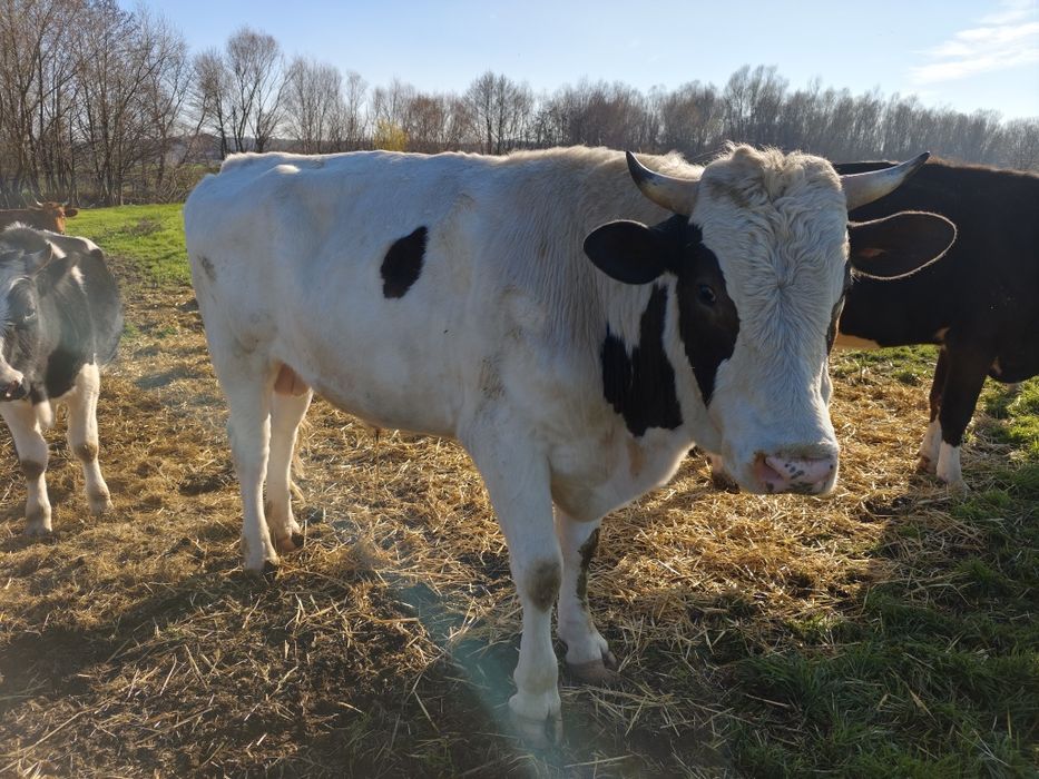 Свободни телета 400-500кг.