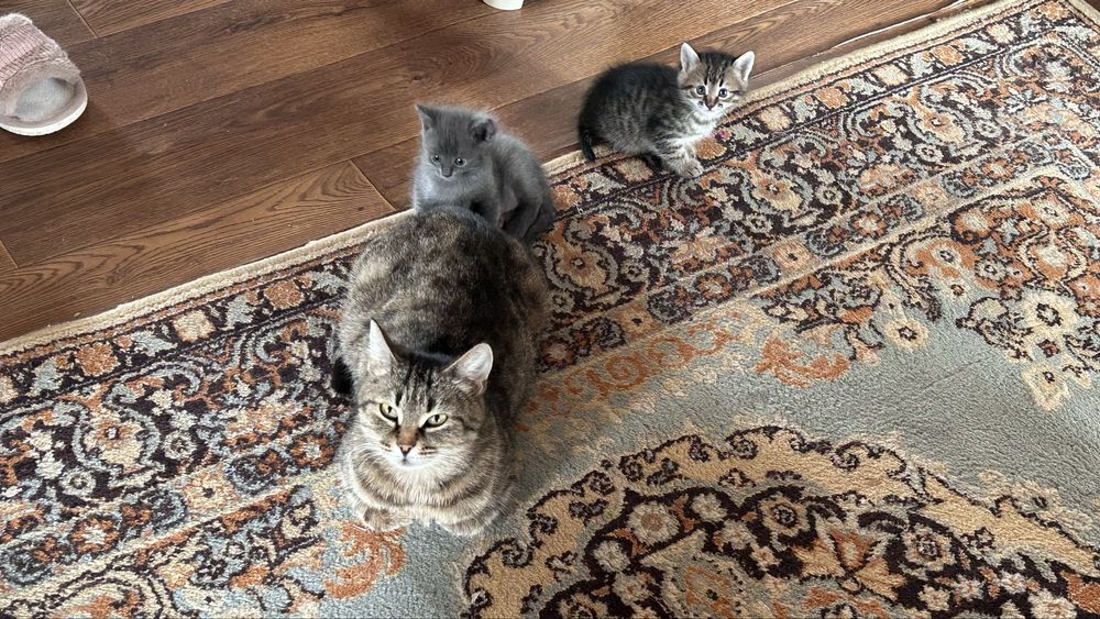 Отдам котят в добрые руки!