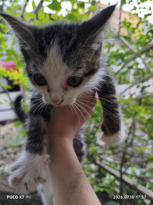 Отдам котёнка в добрые. Руки 2 месяца