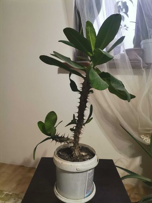 Молочай в пластиковом видре