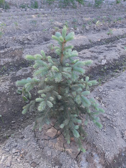 Гoлубая Ель сенсалари сотилади Селбериский нави Мовий оқ арча бўйи 10-