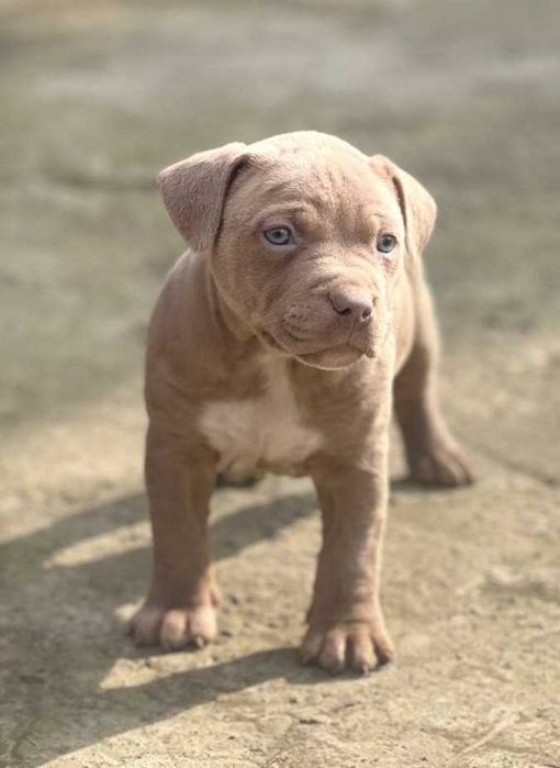 Щенки пит-бультеръера на продажу