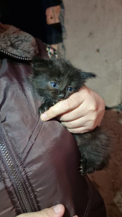 Отдам котят в хорошие руки