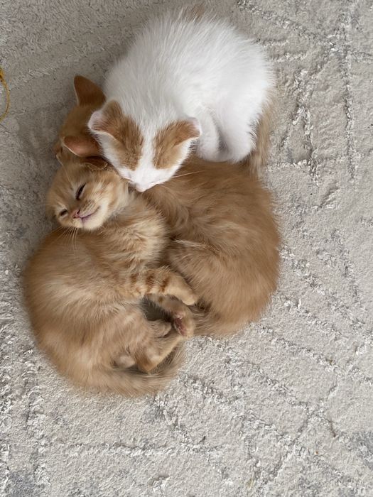 Котик мальчик.
