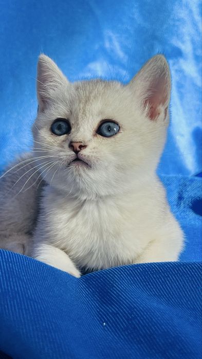 Чистокровные британские серебристые шиншиллы