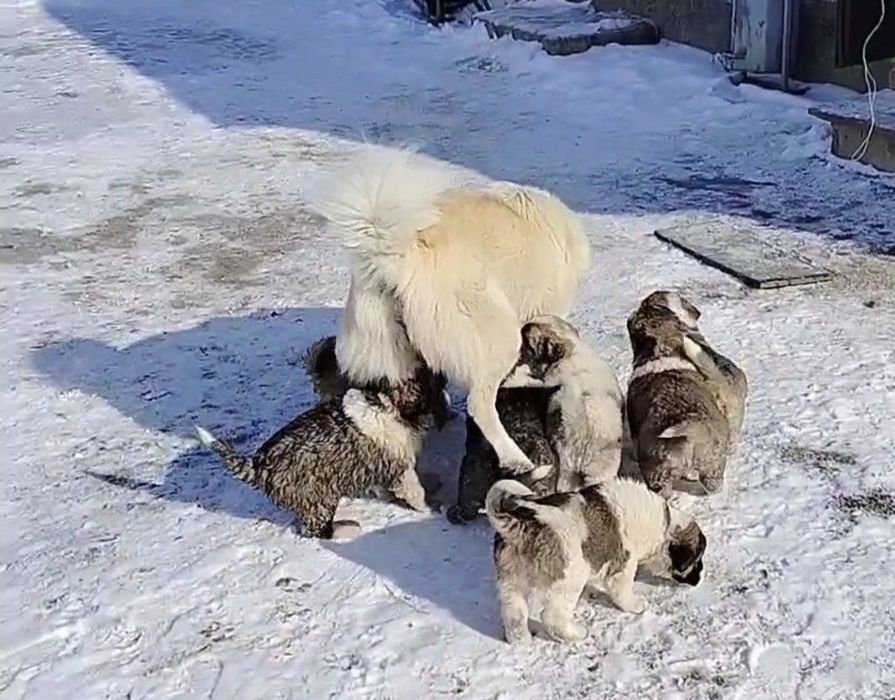 Кушиктер сатылады