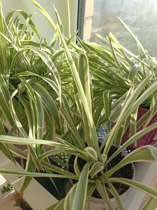 Продам цветы комнатные