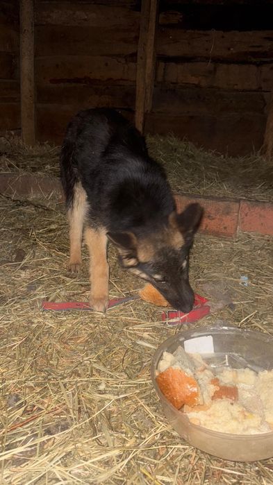 Немецкий авчарка