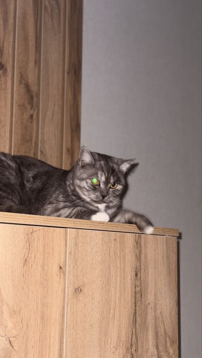 Кошка с необычным окрасом