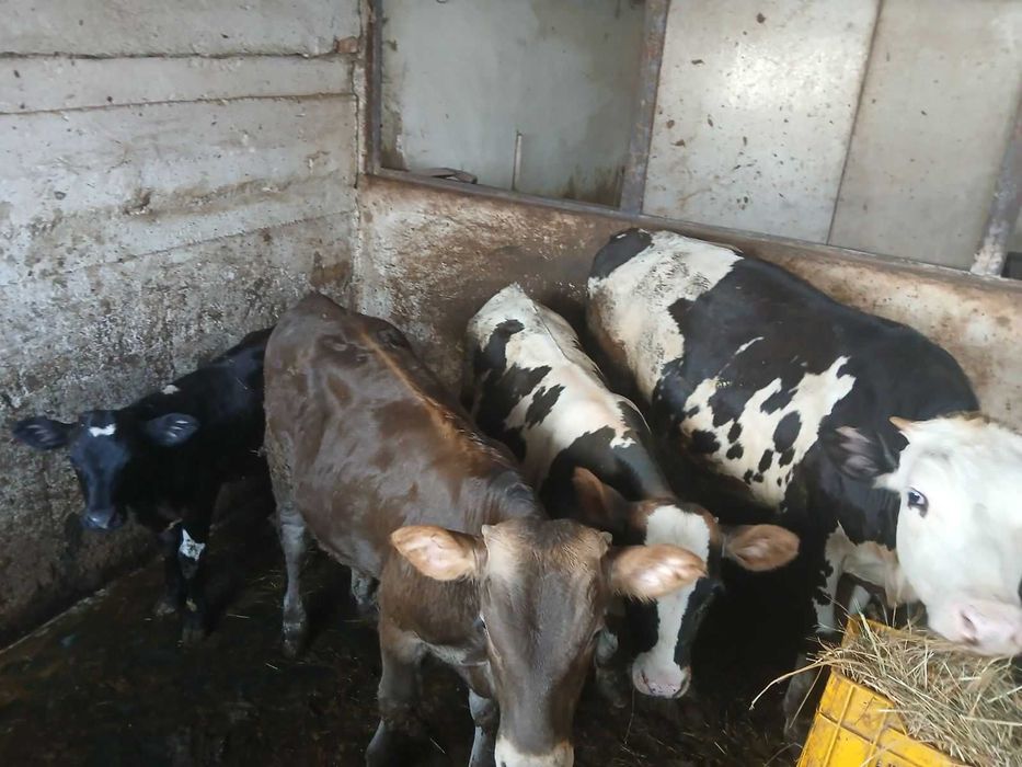 Продавам мъжки и женски телета