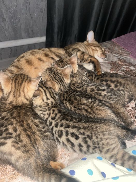 Котенок бенгал  бронь