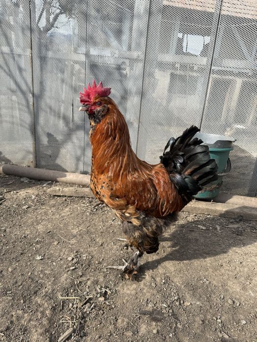 Vand sau schimb 8 cocosi motati incaltati barbosi golasi!