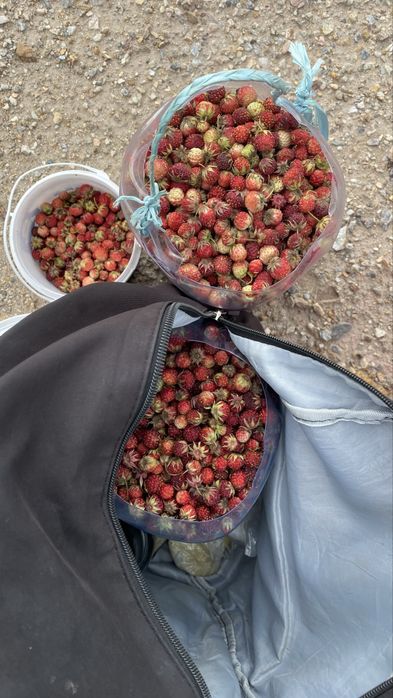 Продам баклашку 5 л ягоды