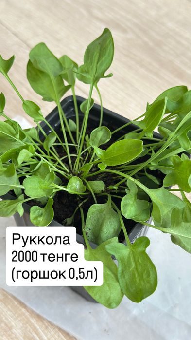 Розмарин, Базилик, мята, руккола