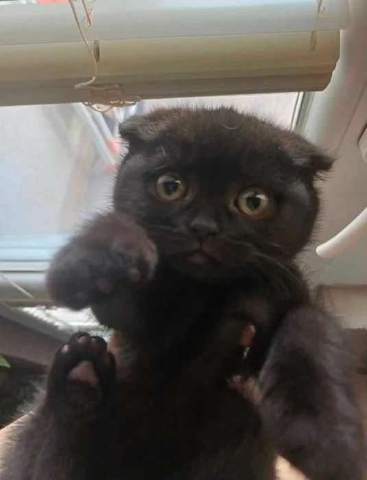 Британски късокосмести котета