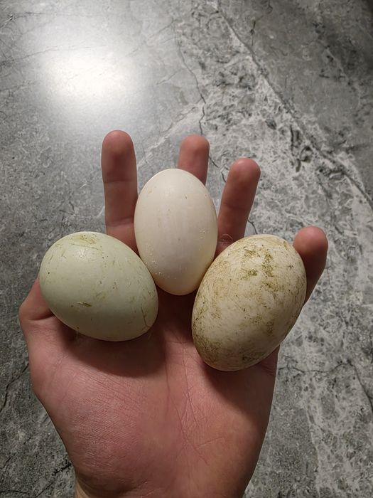 Vând ouă rață indiană alergătoare pentru incubat