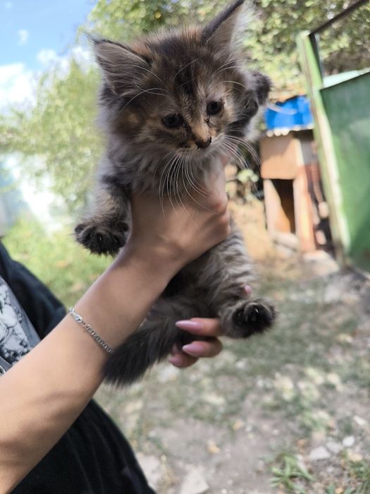 Отдам котят в хорошие руки