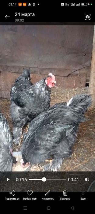 Петух Кохинхин молодые