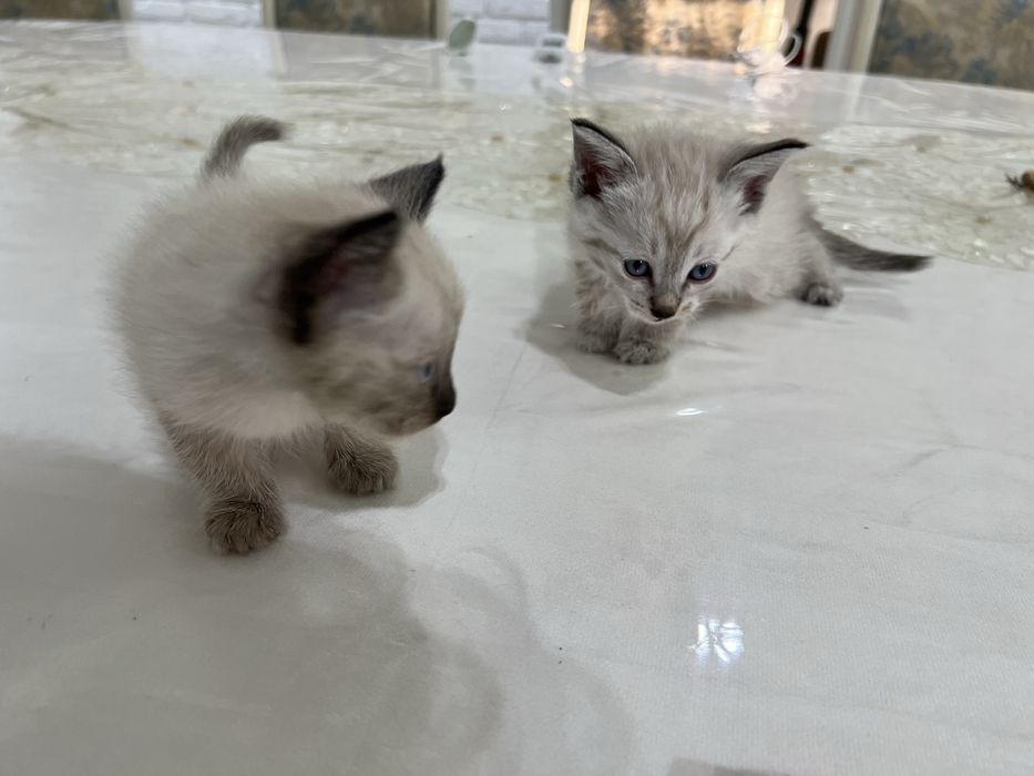 Продаются двух месячные  котёнки сиамской. кошки