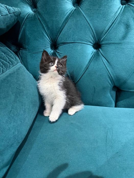 Котята в хорошие руки