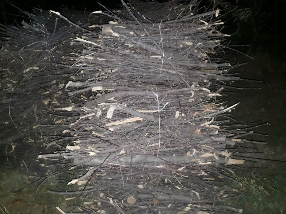 Утин Олма дарахтни буталгани